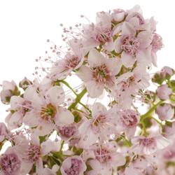 Spirea hell rosa Pink Innocent 50cm