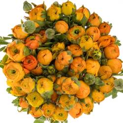 Ranunkel orange Italien Extra 40cm
