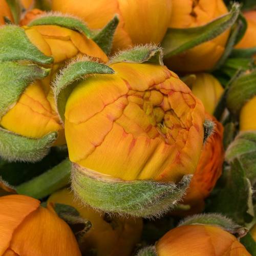 Ranunkel orange Italien Extra 40cm