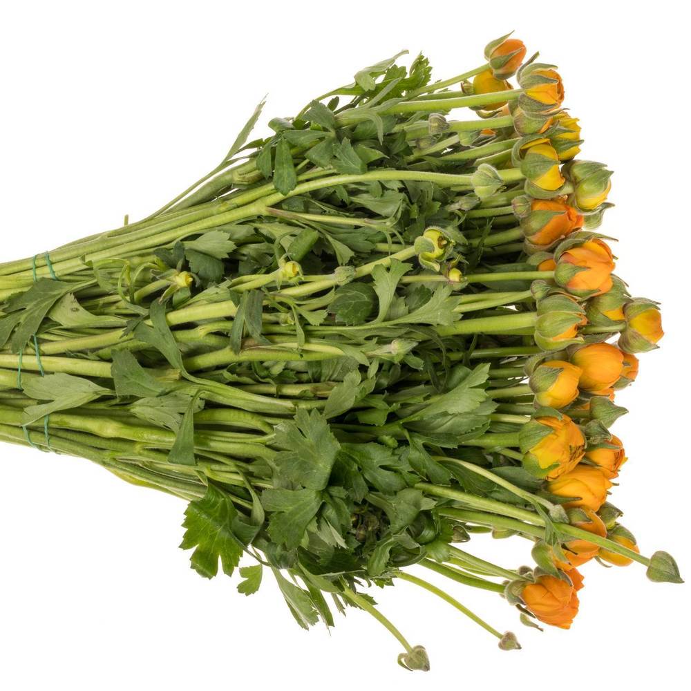 Ranunkel orange Italien Extra 40cm