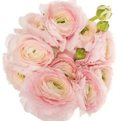 Ranunkel hell rosa Success Favola 50cm x 10