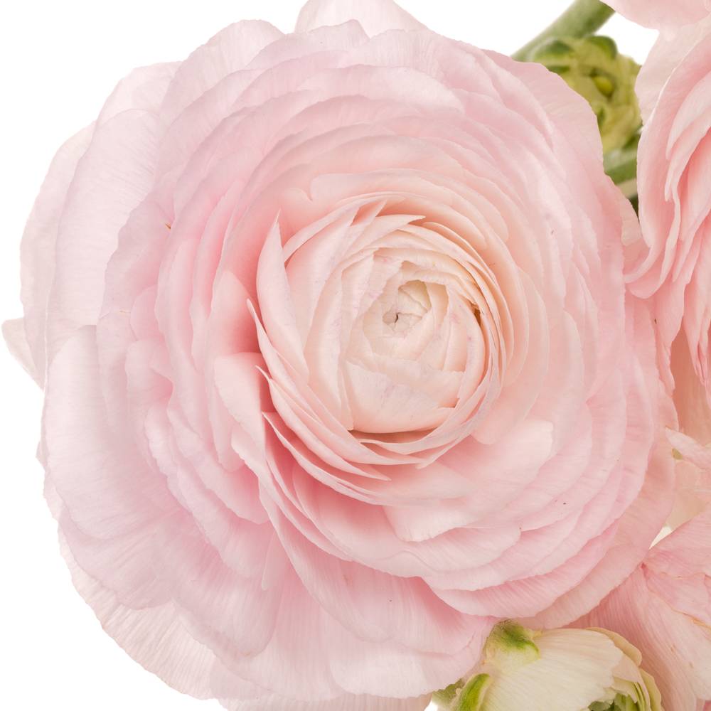 Ranunkel hell rosa Success Favola 50cm x 10