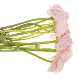 Ranunkel hell rosa Success Favola 50cm x 10