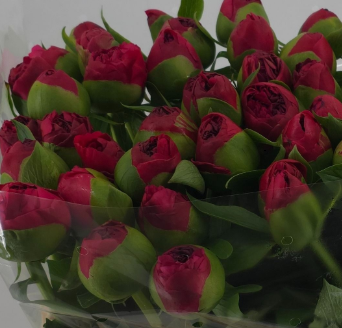 Pfingstrose rot gefüllt Performan 50cm