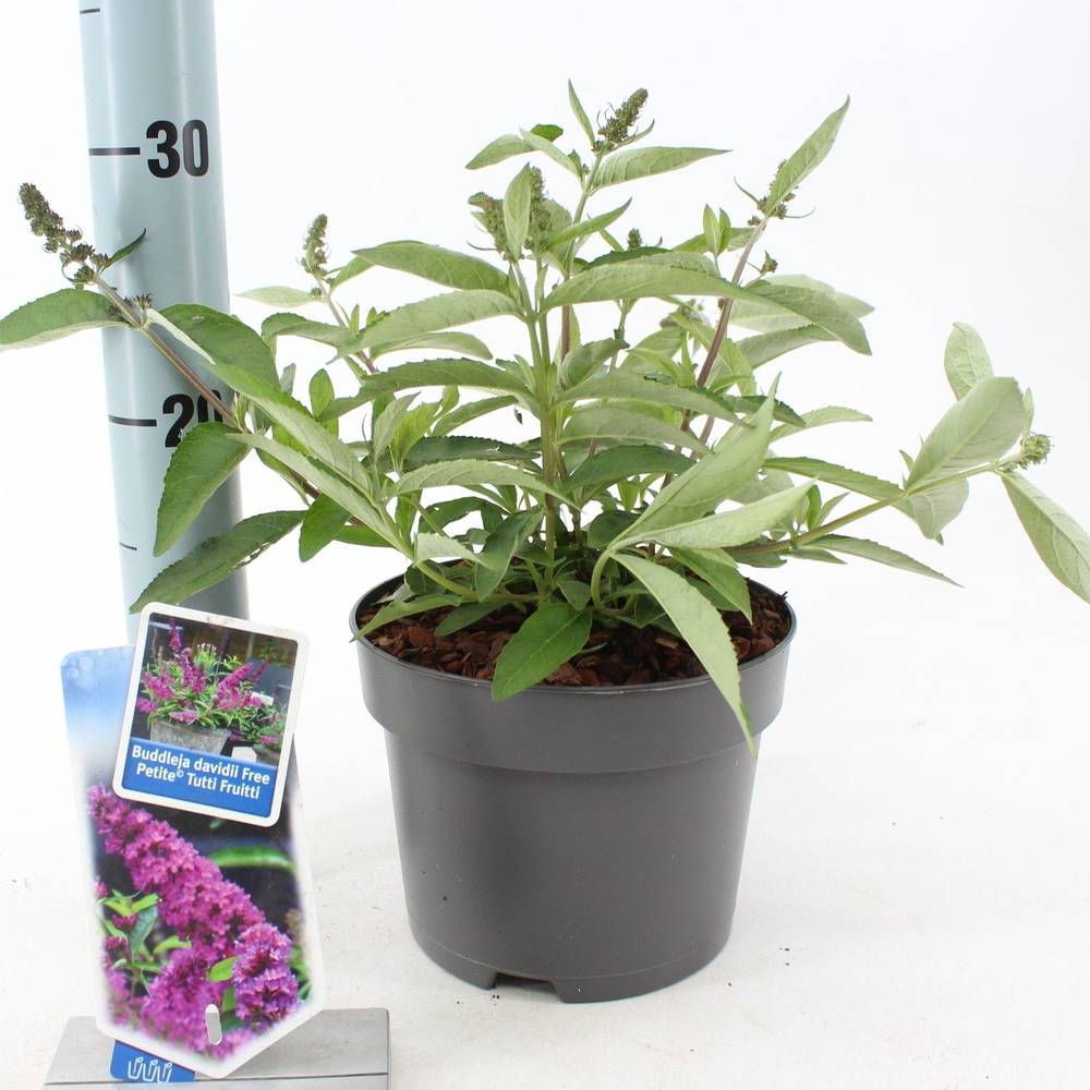 Buddleja Davidii rosa Tutti Frutti T17 H020