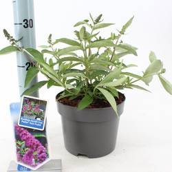 Buddleja Davidii rosa Tutti Frutti T17 H020