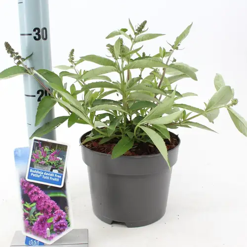 Buddleja Davidii rosa Tutti Frutti T17 H020