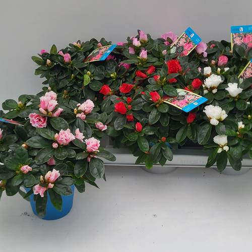 Azalee mix 27,5 cm T13 H025