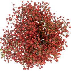 Hagebutte rot Splash 40cm Ohne Dorn!!