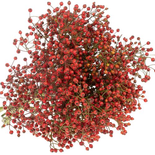 Hagebutte rot Splash 40cm Ohne Dorn!!