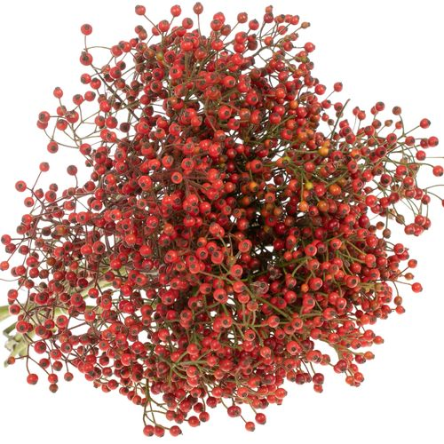 Hagebutte rot Splash 40cm Ohne Dorn!!