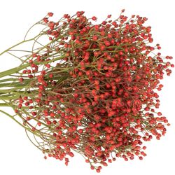 Hagebutte rot Splash 40cm Ohne Dorn!!
