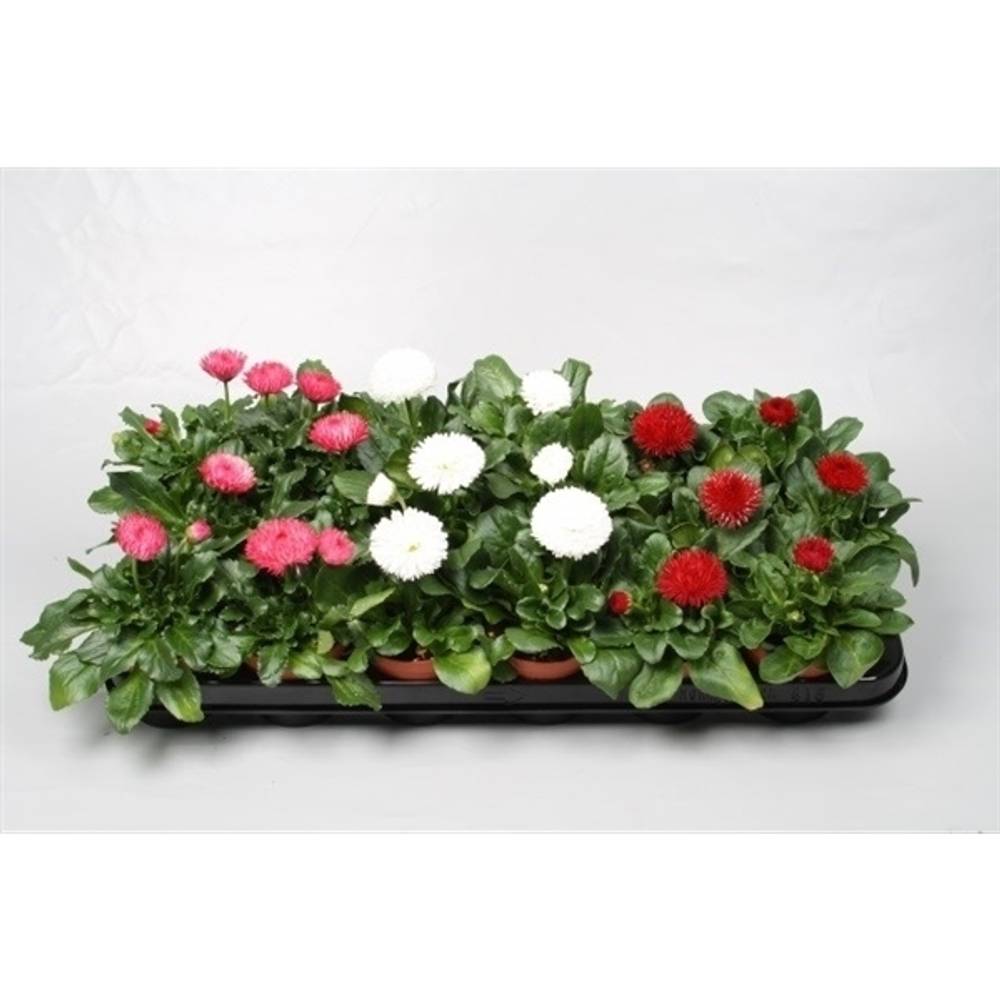 Bellis mix Grossbl. T09 H20