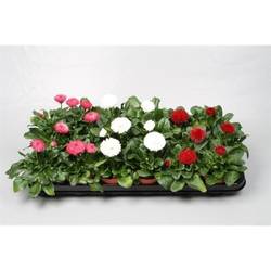Bellis mix Grossbl. T09 H20