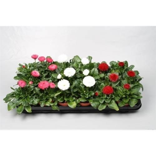 Bellis mix Grossbl. T09 H20