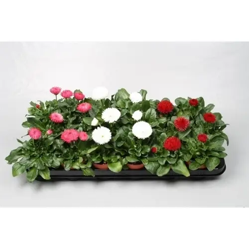 Bellis mix Grossbl. T09 H20