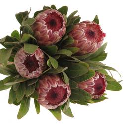Protea rosa Pink Ice 45cm