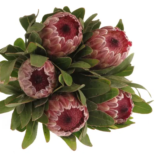 Protea rosa Pink Ice 45cm