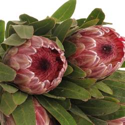 Protea rosa Pink Ice 45cm