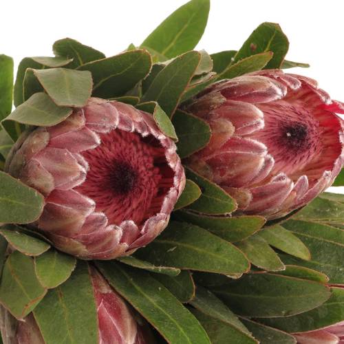 Protea rosa Pink Ice 45cm