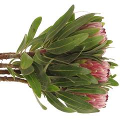 Protea rosa Pink Ice 45cm