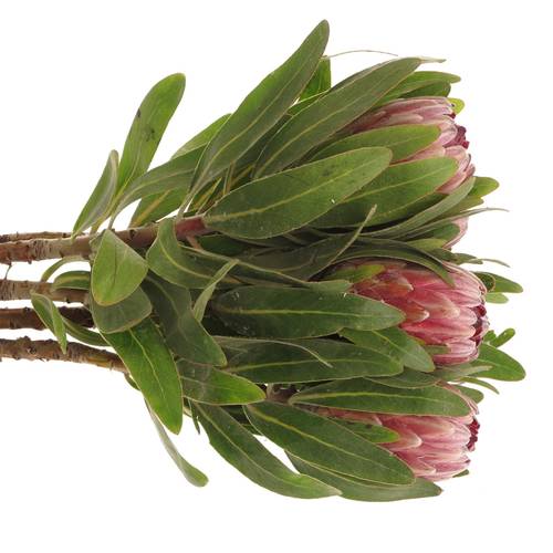 Protea rosa Pink Ice 45cm