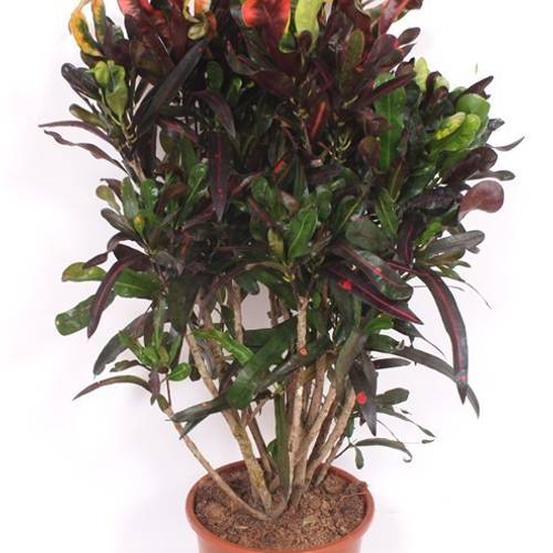 Codiaeum Croton Mammi T27 H110