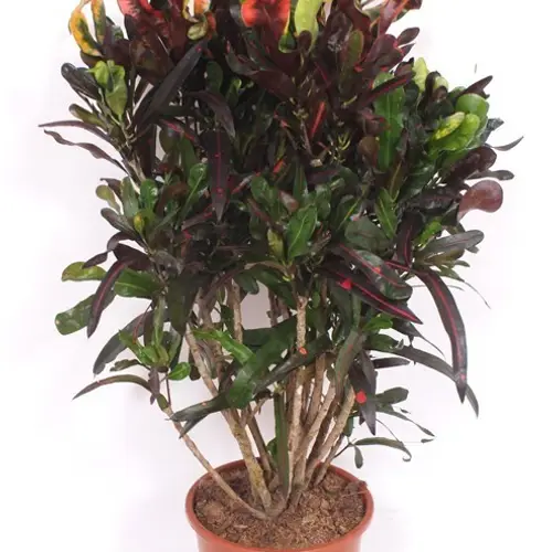 Codiaeum Croton Mammi T27 H110