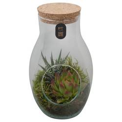 Flor.Arr PTIG2689 T13 H022