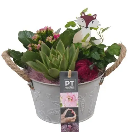 Kal.Arr PTHI5336 Herbst T15 H021