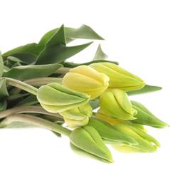 Franz.gelb Ouveze 60 Gramm 65cm