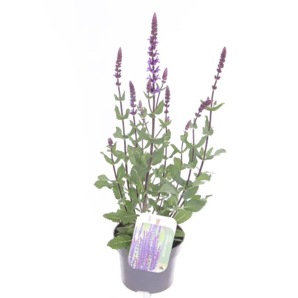 Salvia lila Nemorosa Caradonna T13 H050