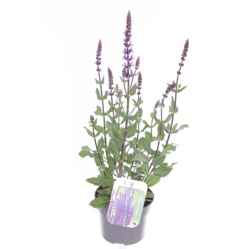 Salvia lila Nemorosa Caradonna T13 H050