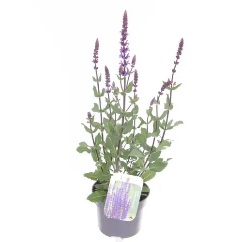 Salvia lila Nemorosa Caradonna T13 H050