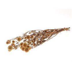 Trocken Echinops sant L60cm