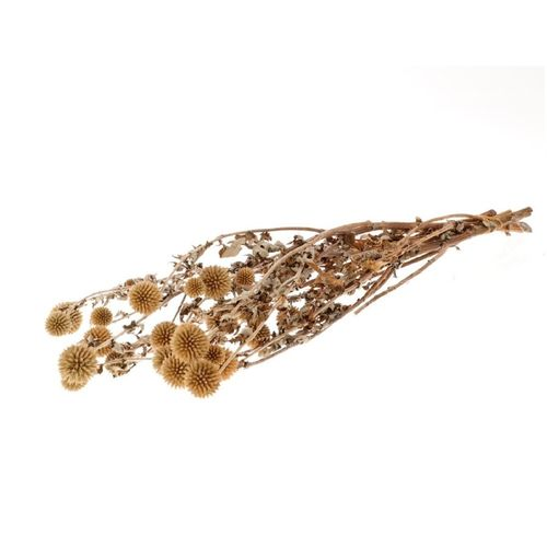 Trocken Echinops sant L60cm