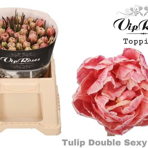 Tulpe Rot/weiss  gefärbt Double sexy red 32 Gramm