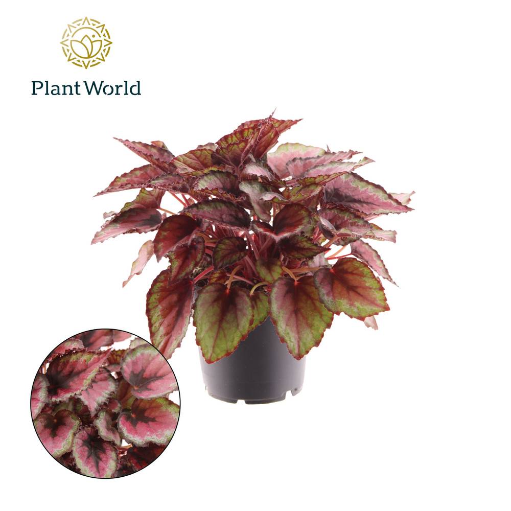 Begonie Red Tango T12 H025