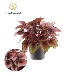 Begonie Red Tango T12 H025