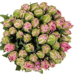 Tulpe rosa doppel Desirelle Coas Tulip 50 Gramm