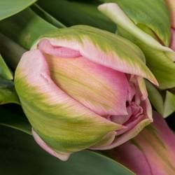 Tulpe rosa doppel Desirelle Coas Tulip 50 Gramm