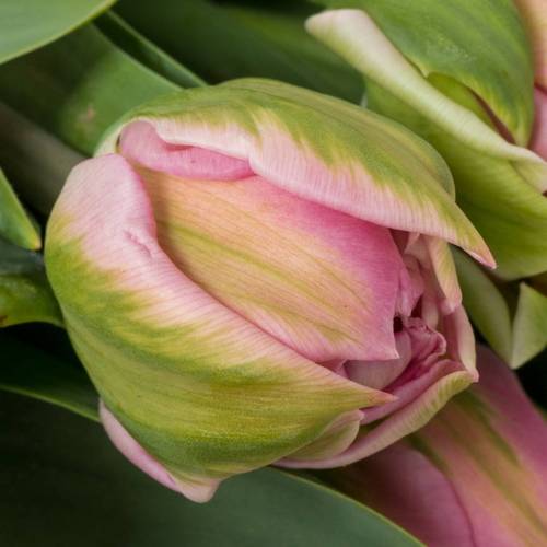 Tulpe rosa doppel Desirelle Coas Tulip 50 Gramm