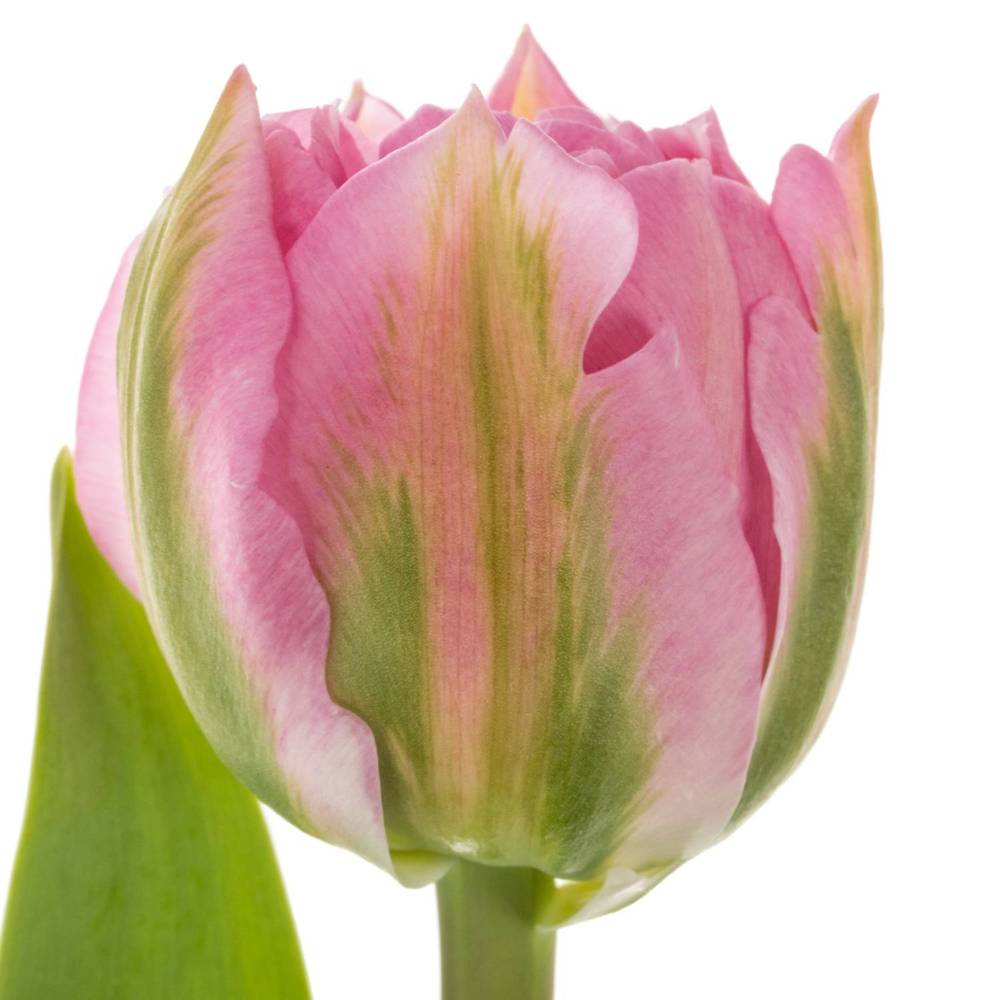 Tulpe rosa doppel Desirelle Coas Tulip 50 Gramm