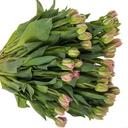 Tulpe rosa doppel Desirelle Coas Tulip 50 Gramm