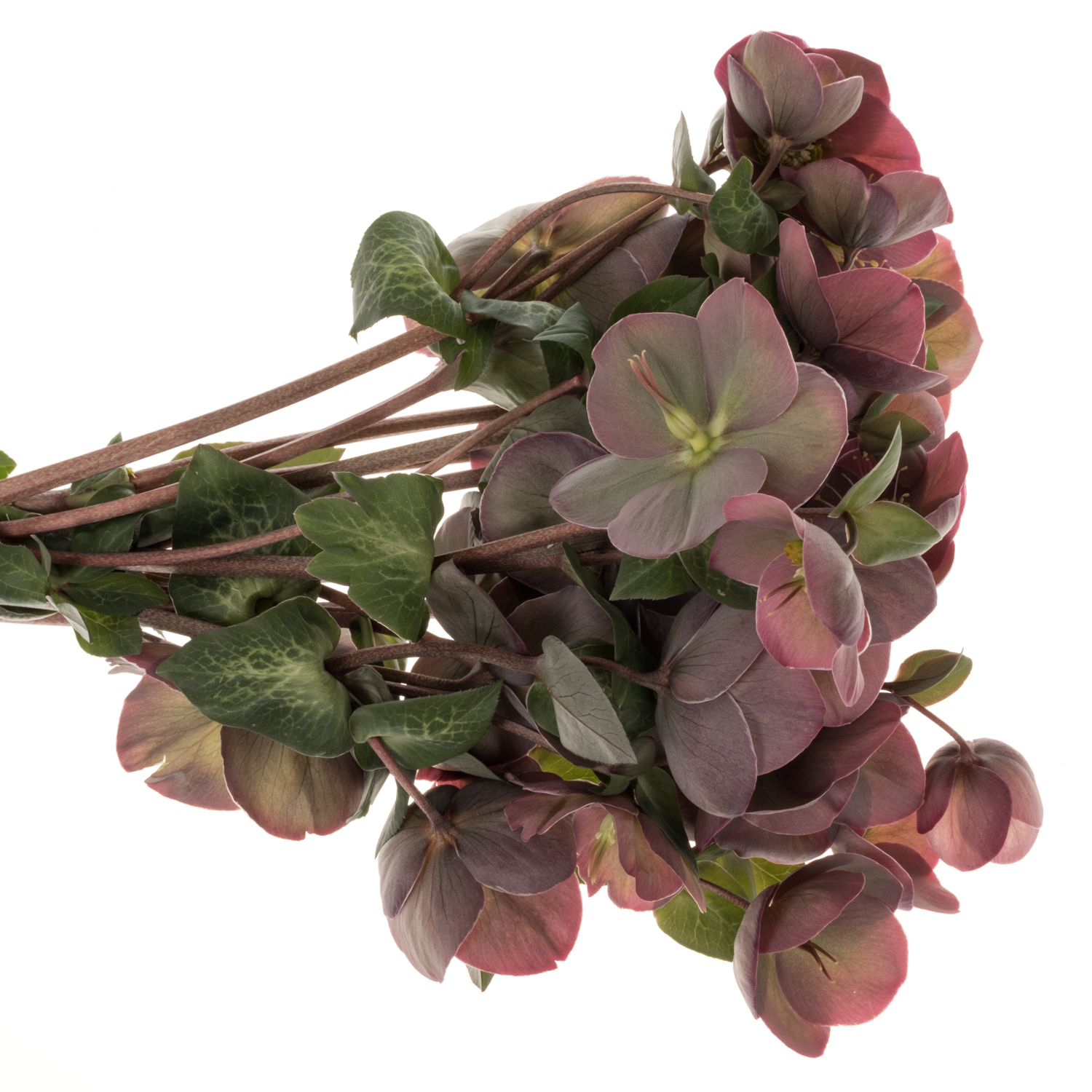 Helleborus rosa Penny Pink 40cm