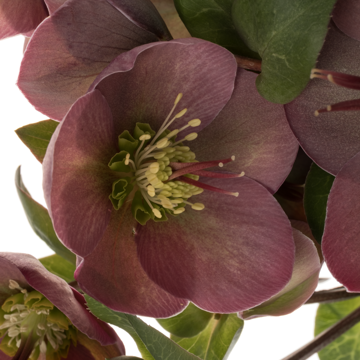 Helleborus rosa Penny Pink 40cm