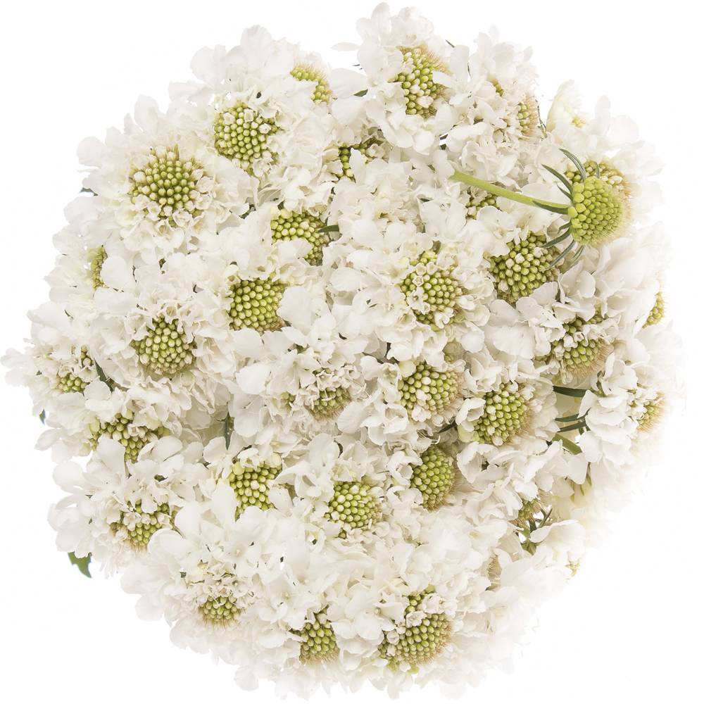 Scabiosa weiss Scoop 50cm