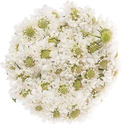 Scabiosa weiss Scoop 50cm