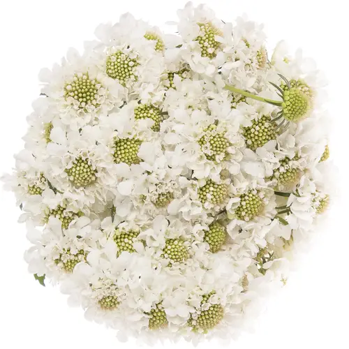 Scabiosa weiss Scoop 50cm
