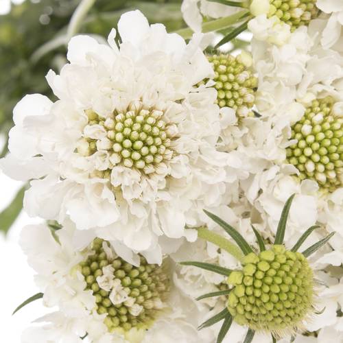 Scabiosa weiss Scoop 50cm